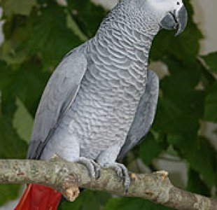 yaco-o-loro-gris-africano813751