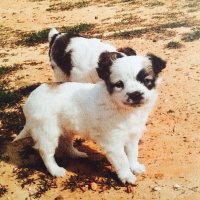 CACHORRITA MESTIZA DE PEQUEÑO TAMAÑO NECESITA UNA FAMILIA